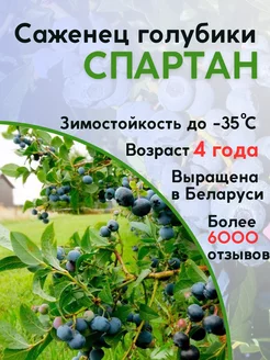 Куст голубики садовый Спартан 4 года Голубика морозостойкая 87469230 купить за 685 ₽ в интернет-магазине Wildberries