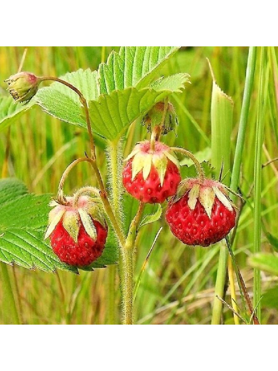 Земляника Лесная Уральская