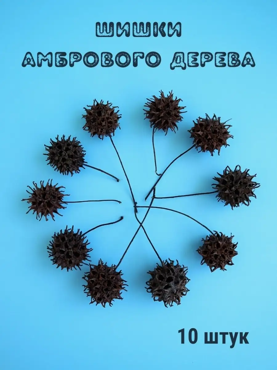 Шишки амбрового дерева (ликвидамбра)