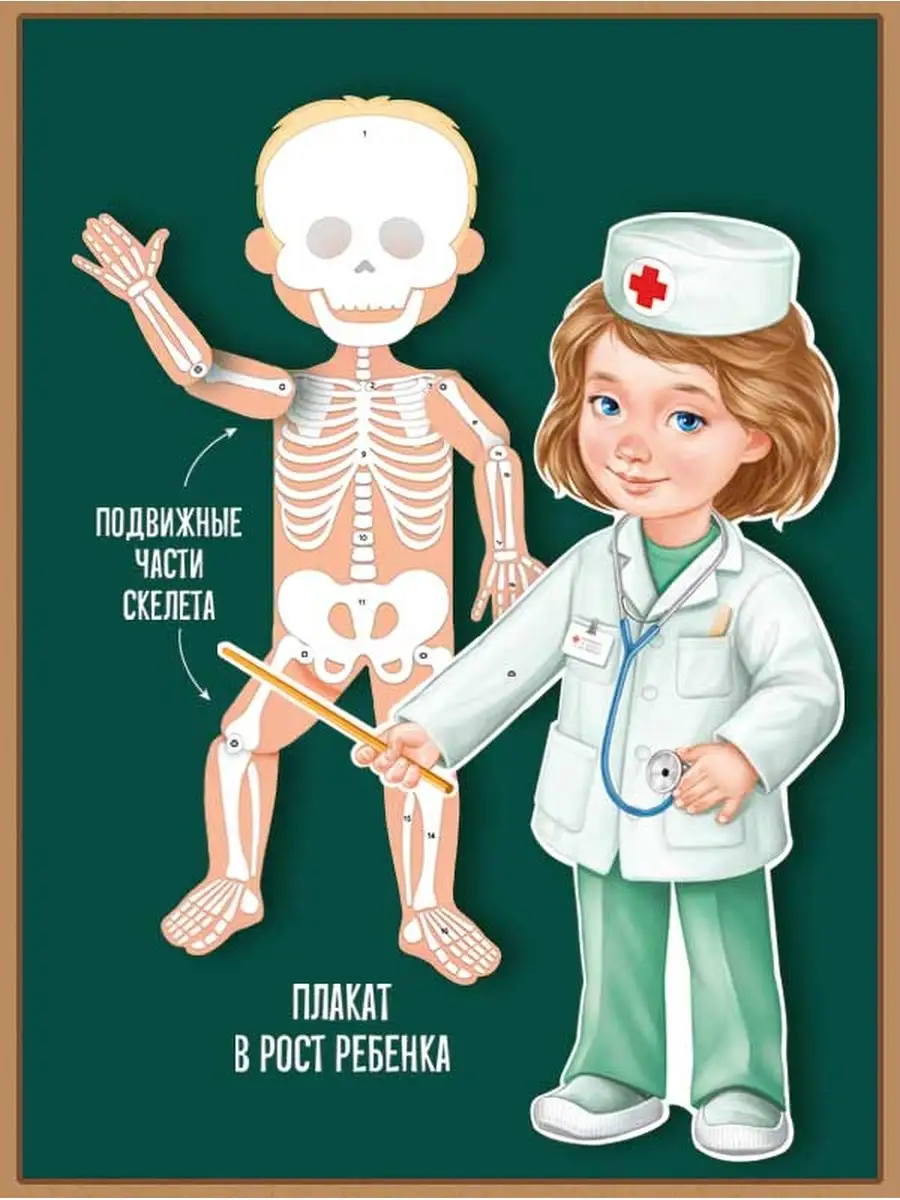 плакат обучающий анатомия скелет для школы детского сада ТМ Империя  поздравлений 89052923 купить за 500 ₽ в интернет-магазине Wildberries