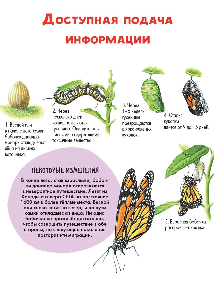 Детеныши животных. Энциклопедия для детей Издательство АСТ 90379145 купить  за 238 ₽ в интернет-магазине Wildberries