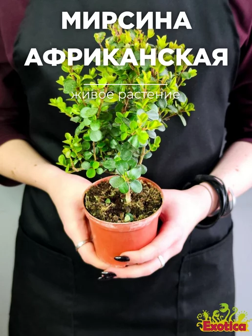 Exotica Мирсина Африканская (Myrsina Аfricana) D8,5см