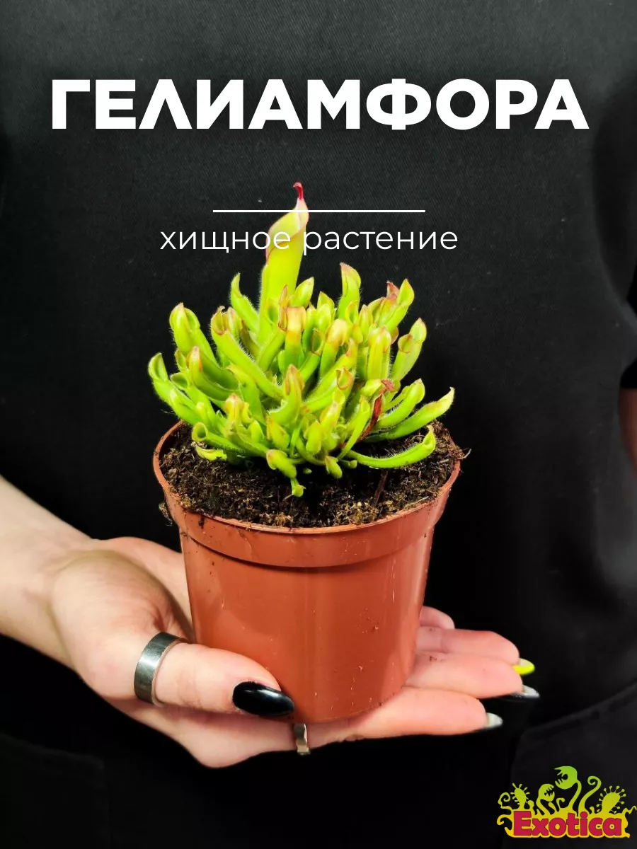 Гелиамфора D9см, насекомоядное растение Exotica 90596827 купить в  интернет-магазине Wildberries