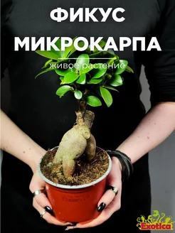 Фикус Микрокарпа (Ficus Microcarpa) D11см Exotica 90596952 купить за 1 968 ₽ в интернет-магазине Wildberries