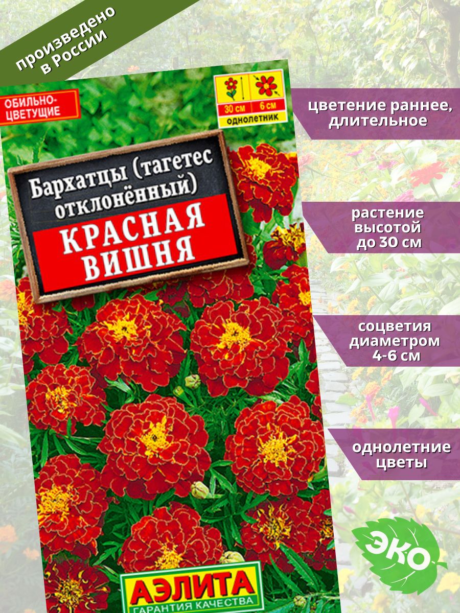 Вишневые бархатцы. Бархатцы красная вишня. Бархатцы сорт красная вишня. Бархатцы золото Маккены. Бархатцы красная вишня фото.