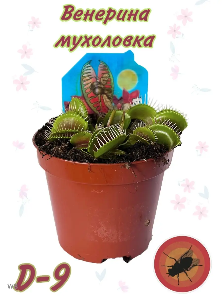 Венерина Мухоловка tend.plant 91030958 купить в интернет-магазине  Wildberries