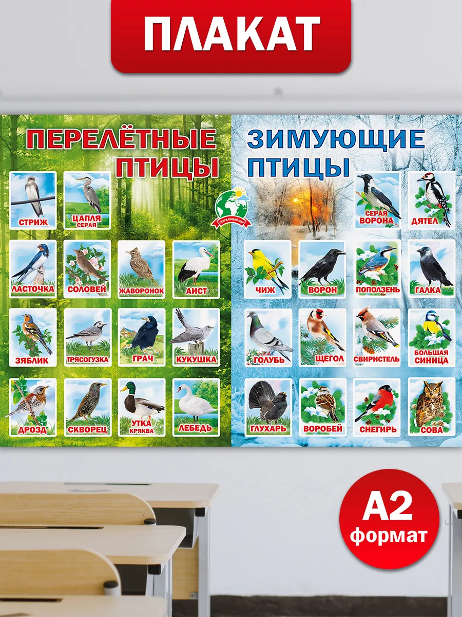 Обучающий плакат Птицы на стену в школу и детский сад
