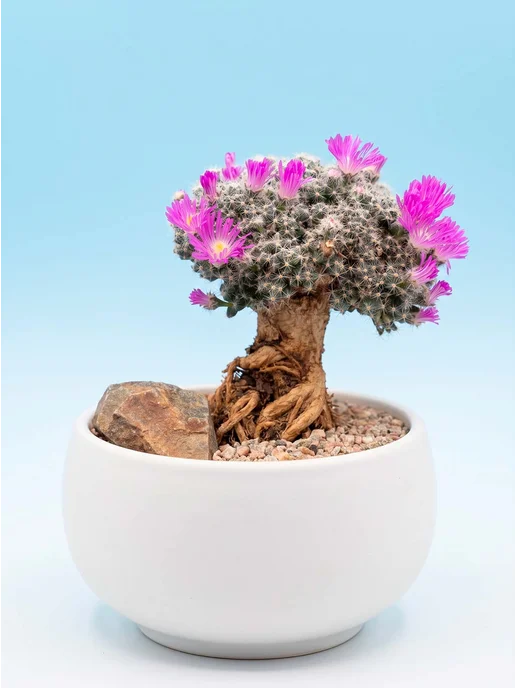 Стильные горшочки Trichodiadema densum набор для выращивания, 7 шт, фото 2