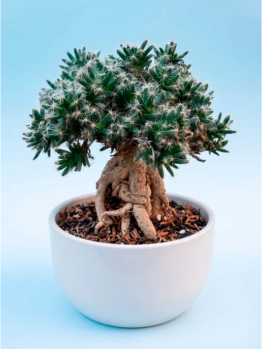 Стильные горшочки Trichodiadema densum набор для выращивания, 7 шт, фото 3