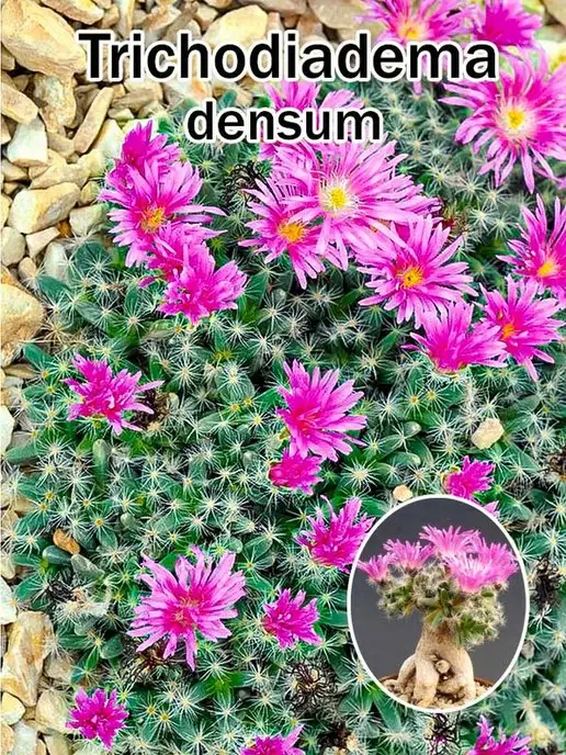 Стильные горшочки Trichodiadema densum набор для выращивания, 7 шт, фото 4