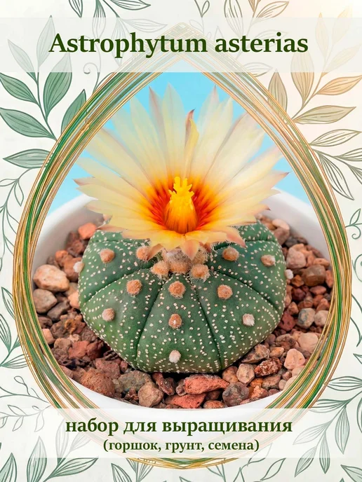 Стильные горшочки Astrophytum asterias набор для выращивания кактуса, 5 шт