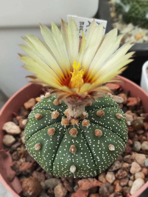 Стильные горшочки Astrophytum asterias набор для выращивания кактуса, 5 шт, фото 2