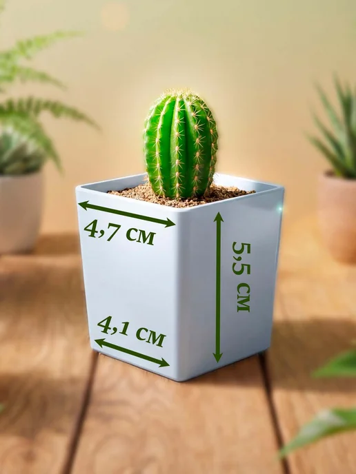 Стильные горшочки Astrophytum asterias набор для выращивания кактуса, 5 шт, фото 5