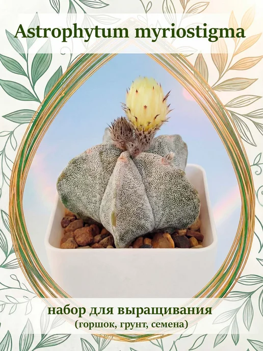 Стильные горшочки Astrophytum myriostigma (набор для выращивания кактуса), 5 шт