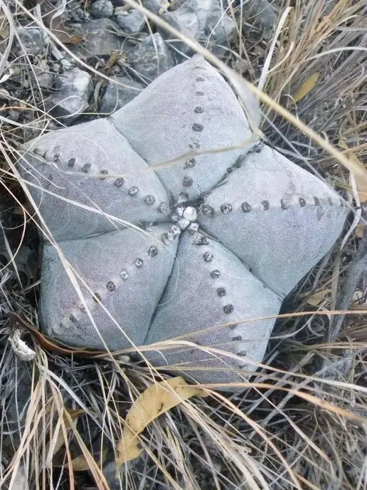 Стильные горшочки Astrophytum myriostigma (набор для выращивания кактуса), 5 шт, фото 2