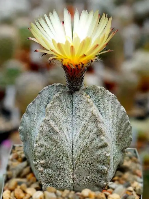 Стильные горшочки Astrophytum myriostigma (набор для выращивания кактуса), 5 шт, фото 3