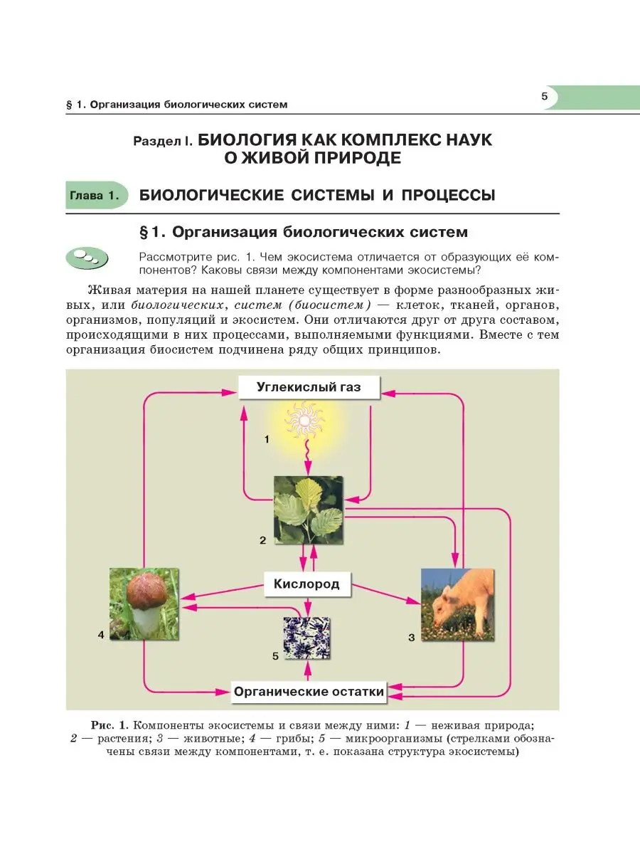 Биология. 10 класс: учебник (угл. уровень) Мнемозина 92262568 купить в  интернет-магазине Wildberries