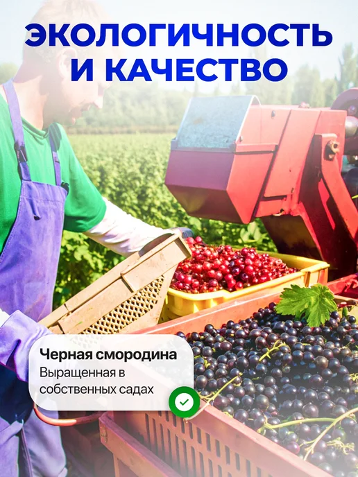 Мед и Конфитюр Сбитень с черной смородиной и цветочной пыльцой 250 мл, 250 мл, фото 7