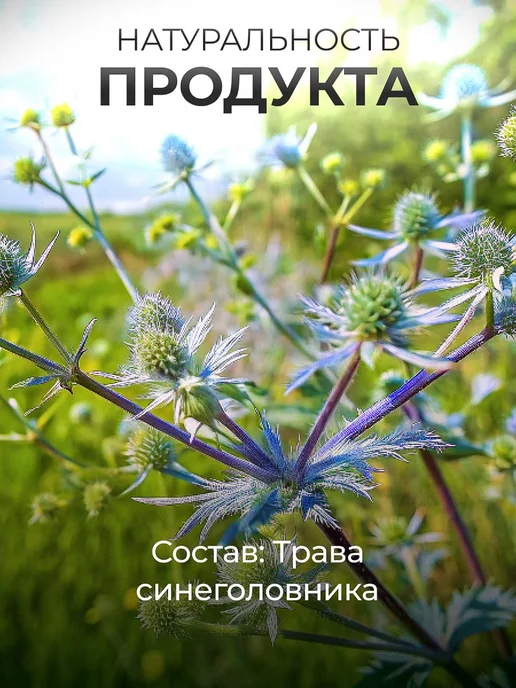 Мед и Конфитюр Синеголовник, трава 50 гр, 50 г, фото 4