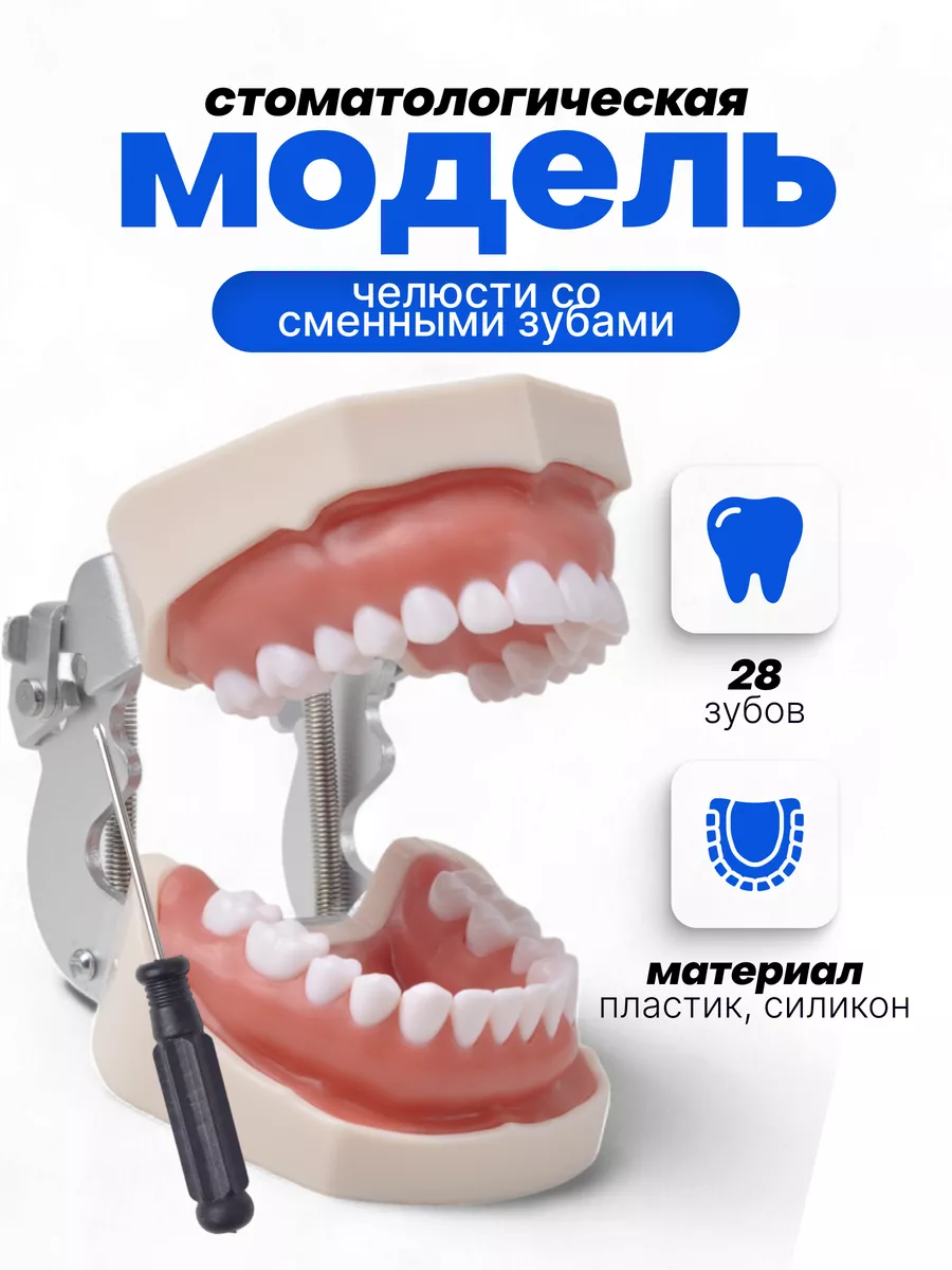 Тренировочная модель челюсти КОВАЕ 93069549 купить за 1 659 ₽ в  интернет-магазине Wildberries