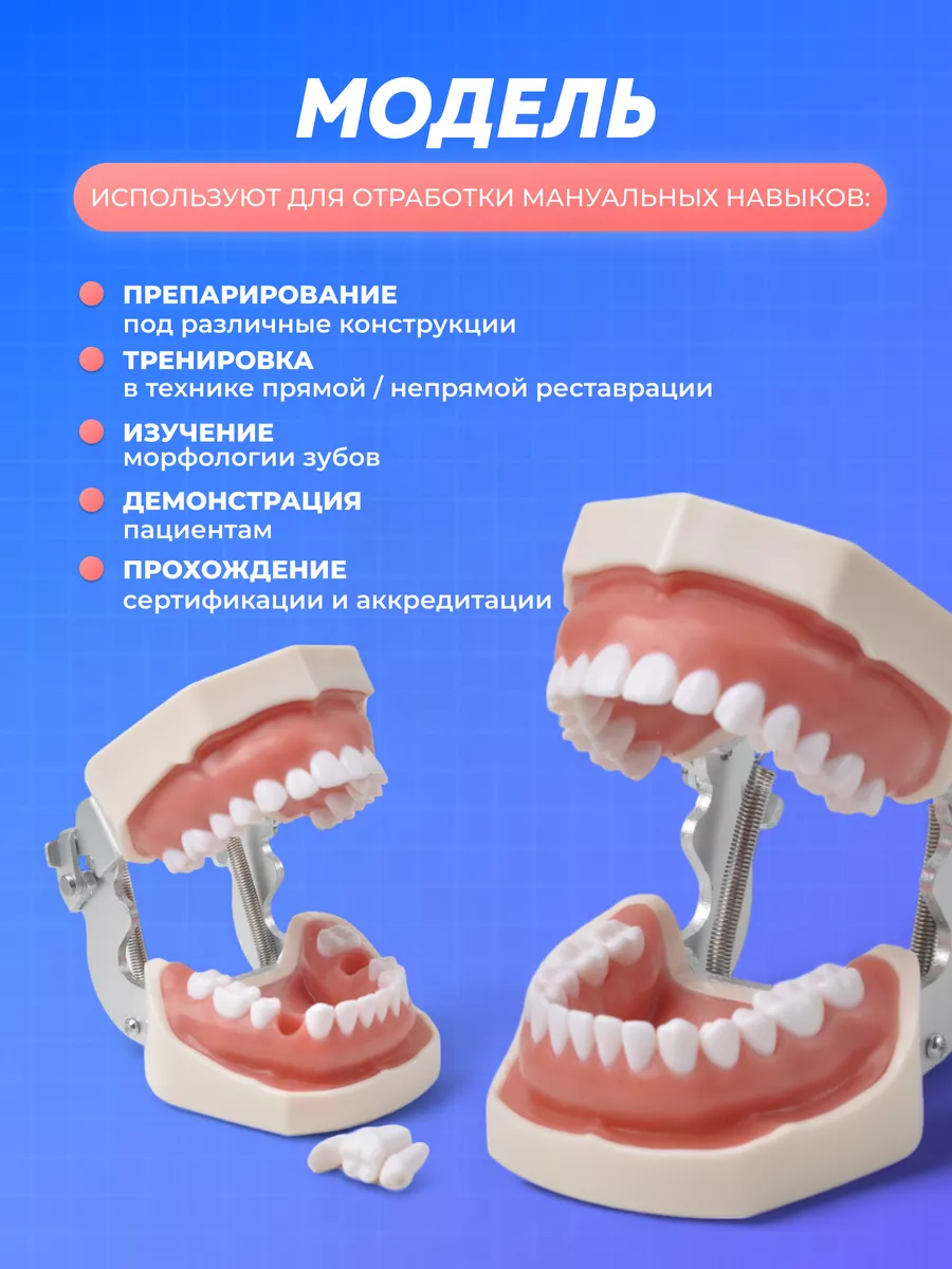 Макет челюсти человека учебный анатомический с 28 зубами KEVDAKO 93069810  купить за 2 457 ₽ в интернет-магазине Wildberries