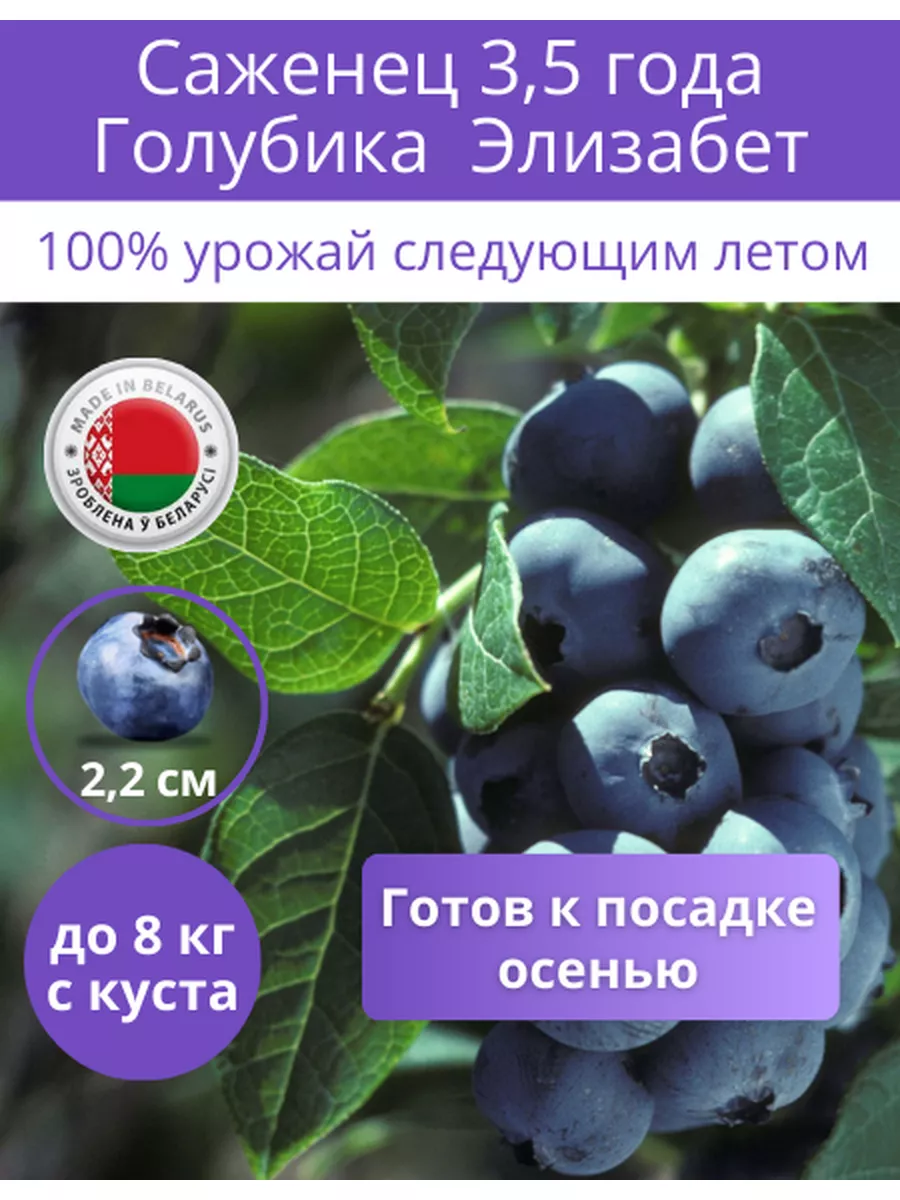 Голубика Блюкроп. Голубика Элизабет. Саженцы голубики Блюкроп. Голубика саженец 1 год.