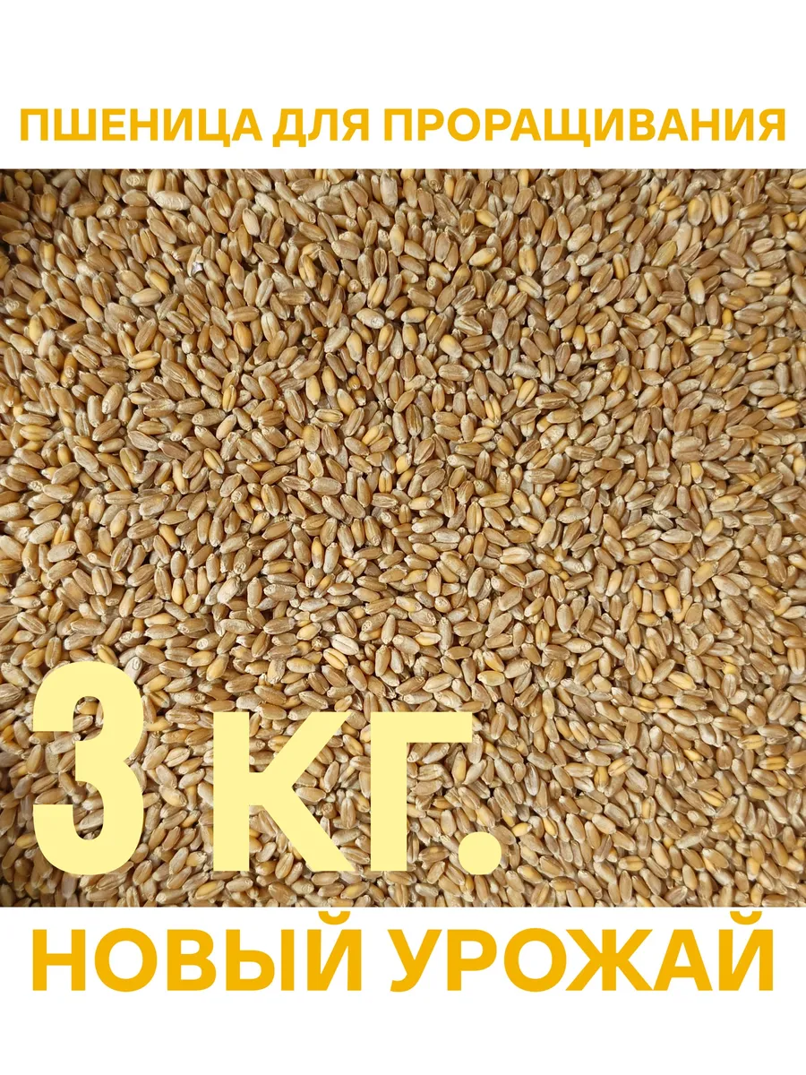 Пшеница для проращивания 3 кг