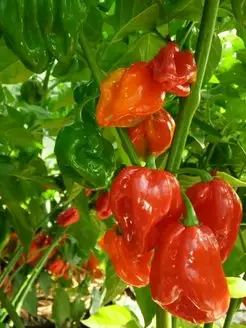 Семена Острый перец Habanero red, 5 штук Бамбук Shop 94824384 купить за 265 ₽ в интернет-магазине Wildberries