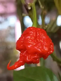 Семена Острый перец Carolina Reaper red, 5 штук Бамбук Shop 94824397 купить за 330 ₽ в интернет-магазине Wildberries