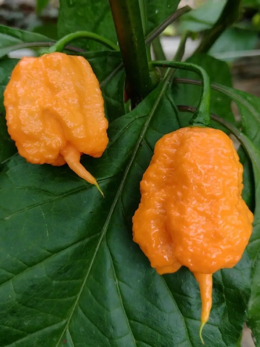 Семена Острый перец Carolina Reaper peach, 5 штук Бамбук Shop 94824398  купить за 376 ₽ в интернет-магазине Wildberries