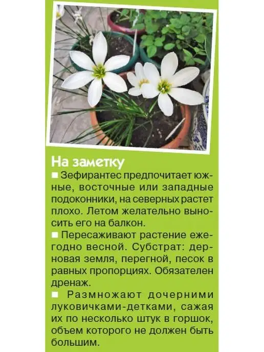 Цветок журнал. Лечебные растения №2 2022, вариант, фото 5