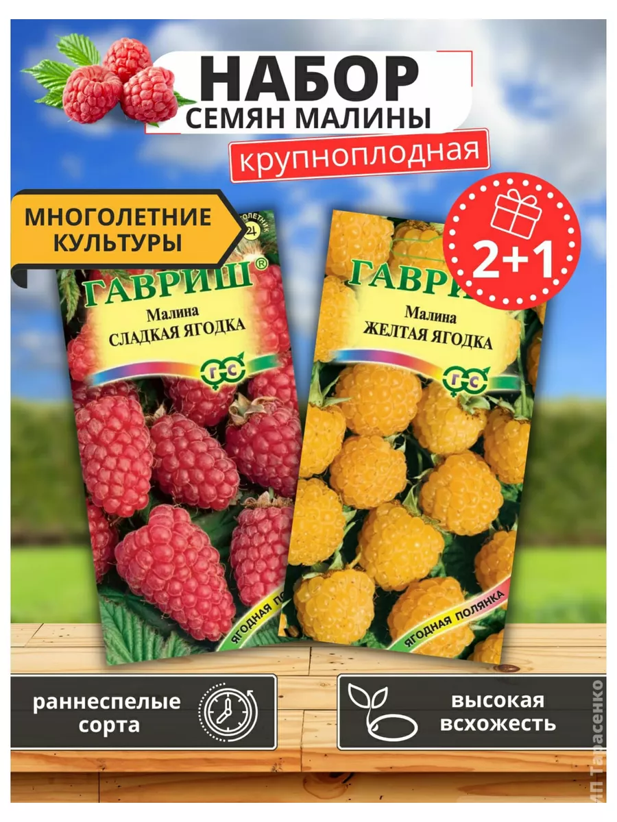 семена ягод Малины Гавриш 94921223 купить за 188 ₽ в интернет-магазине  Wildberries