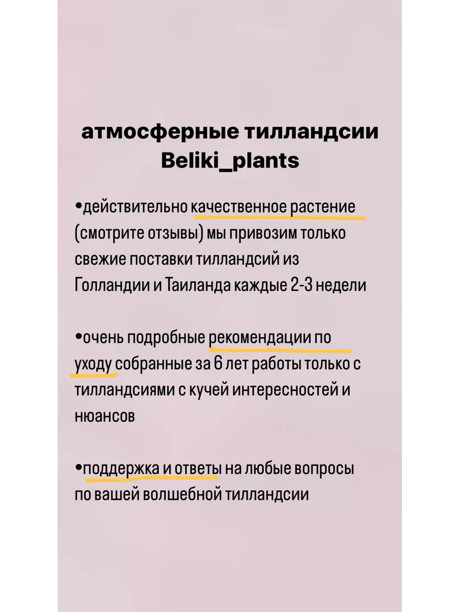 Тилландсия Ксерографика атмосферное растение тилландсии Beliki_plants  94924289 купить в интернет-магазине Wildberries