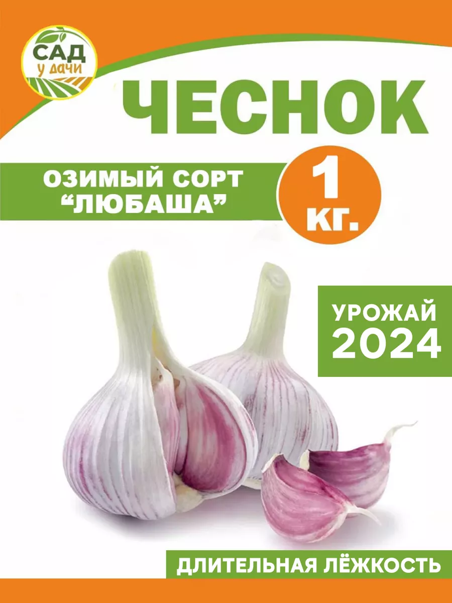 Чеснок на посадку озимый многолетний Любаша 1 кг Лукаморе 95059351 купить в  интернет-магазине Wildberries