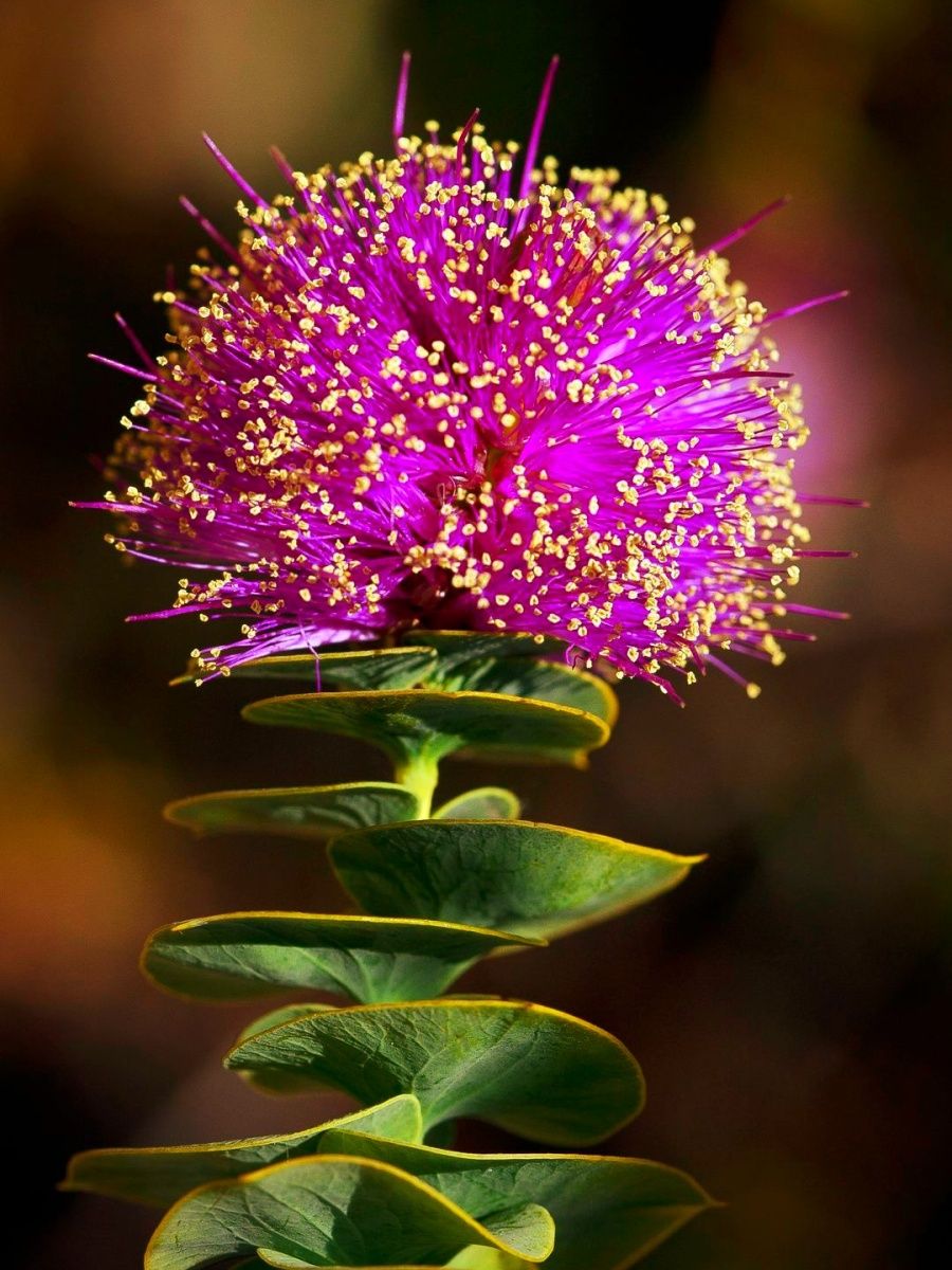Удивительные красивые растения. Капур качари растение. Eremae violacea. Мелалеука сиреневые цветы. Эремайя одноцветная eremaea violacea.
