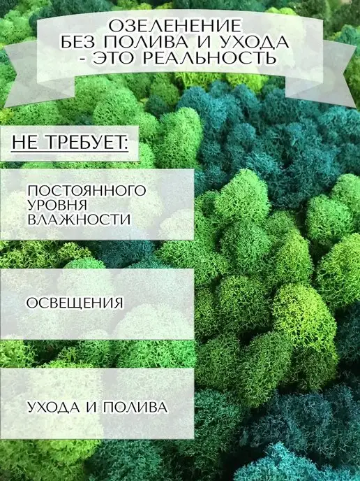 Планета Флористики Мох стабилизированный ягель декоративный для озеленения, вариант, фото 8