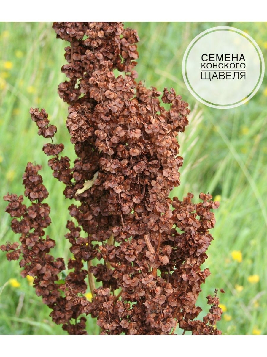 Лошадиная трава. Щавель конский (Rumex confertus). Конский щавель (Rumex crispus). Щавель конский Фармакогнозия. Конский щавель авелук.