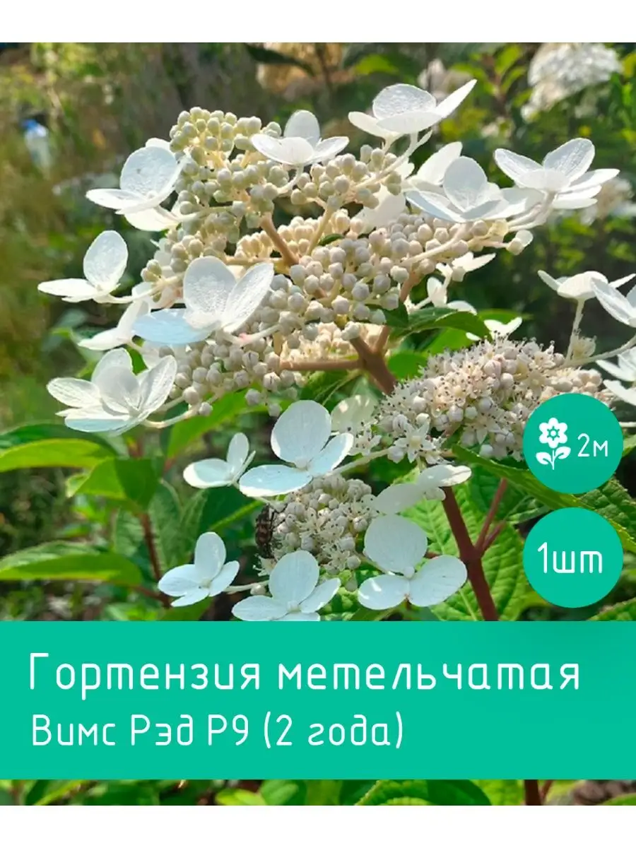 Гортензия метельчатая Wim's Red