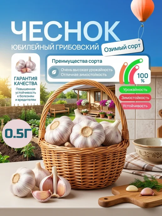 ОгородNIK Чеснок Озимый Юбилейный Грибовский 0,5 кг, 500 г