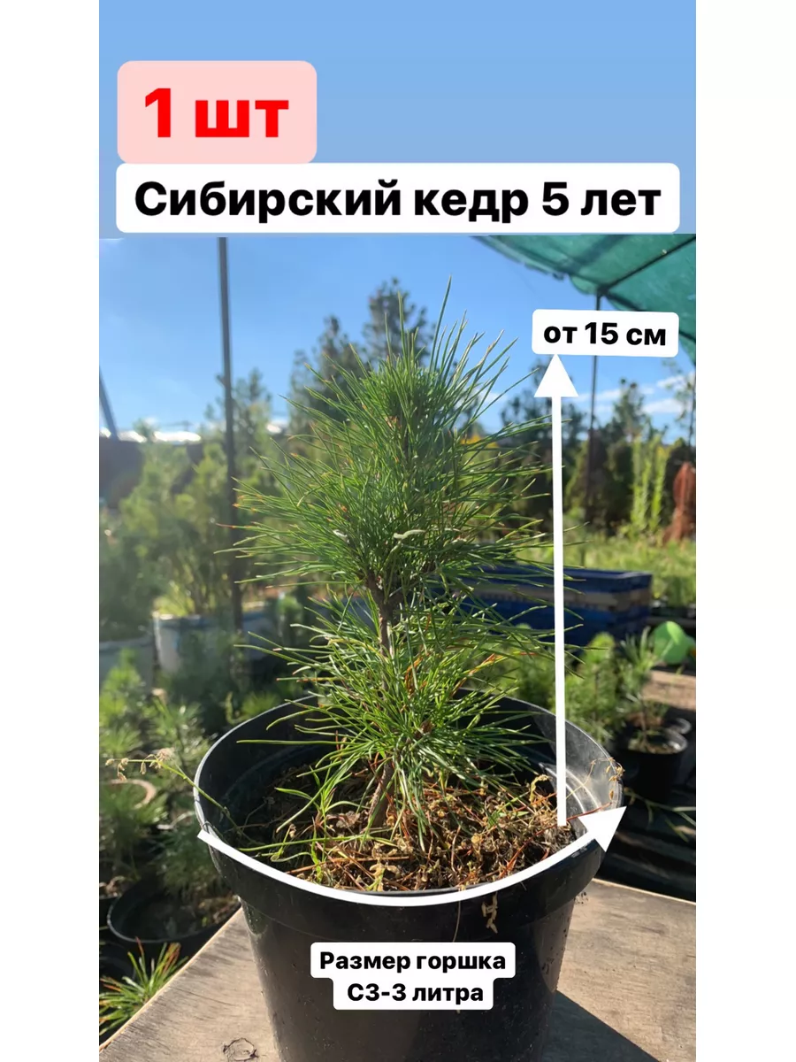 Саженец Сибирского кедра Pinus Sibirica Кедр Душа Сибири 96161175 купить за  757 ₽ в интернет-магазине Wildberries