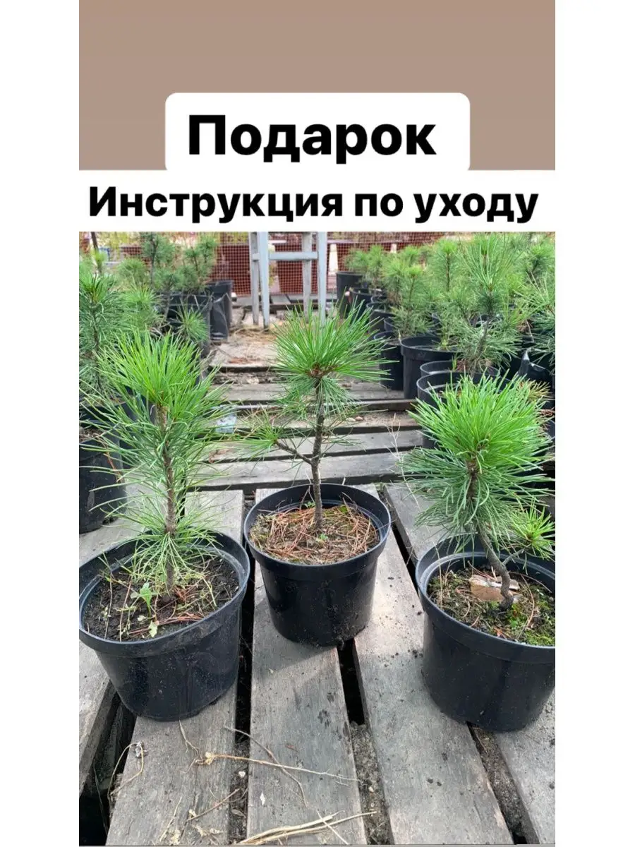 Саженец Сибирского кедра Pinus Sibirica Кедр Душа Сибири 96161175 купить за  1 002 ₽ в интернет-магазине Wildberries