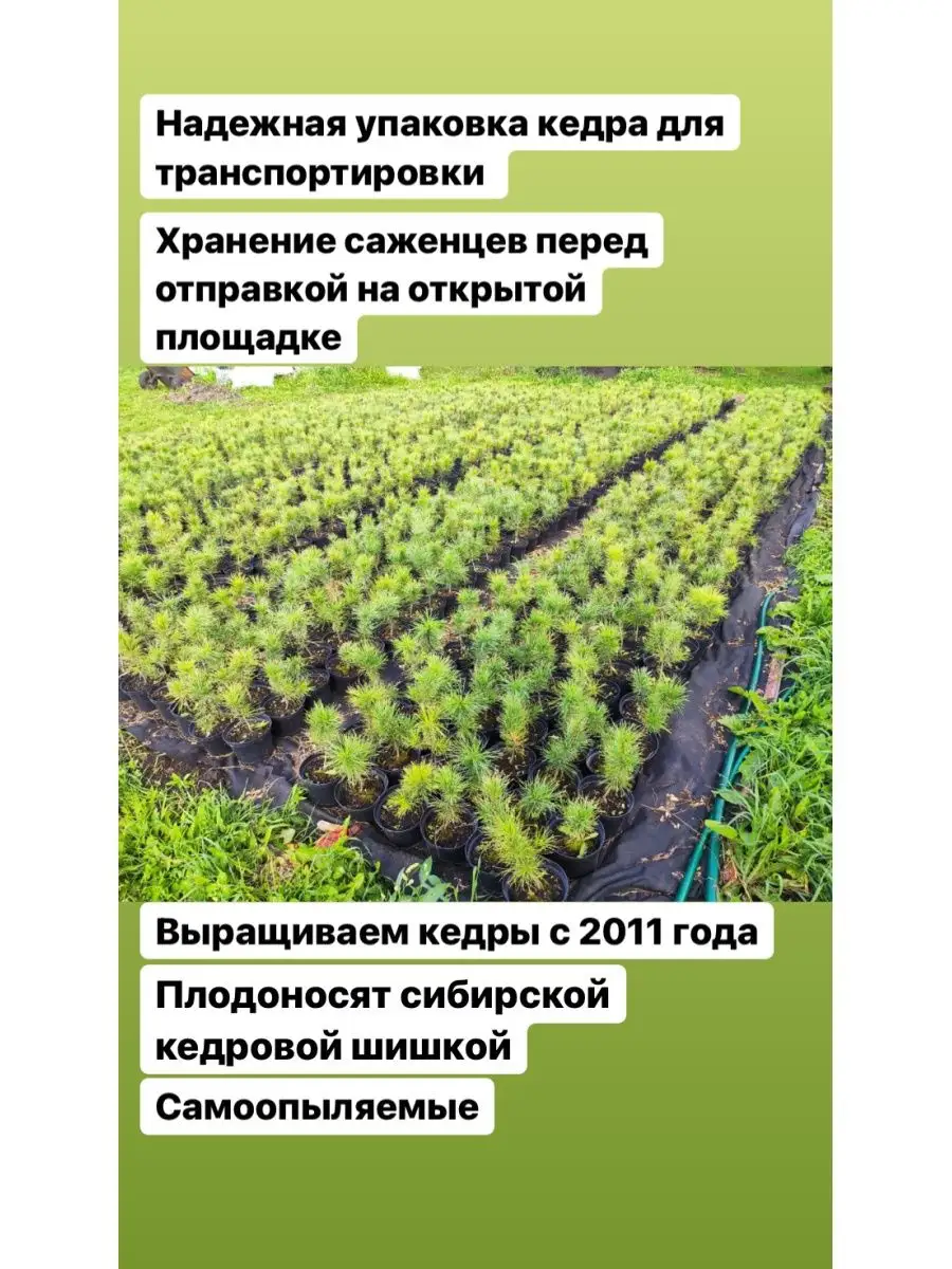 Саженец Сибирского кедра Pinus Sibirica Кедр Душа Сибири 96161175 купить за  1 002 ₽ в интернет-магазине Wildberries