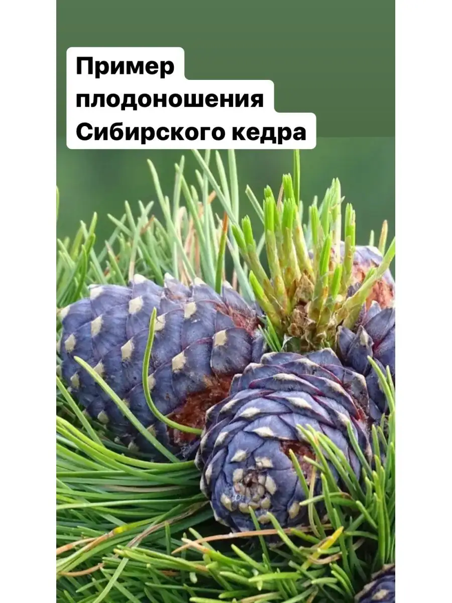 Саженец Сибирского кедра Pinus Sibirica Кедр Душа Сибири 96161175 купить за  1 002 ₽ в интернет-магазине Wildberries