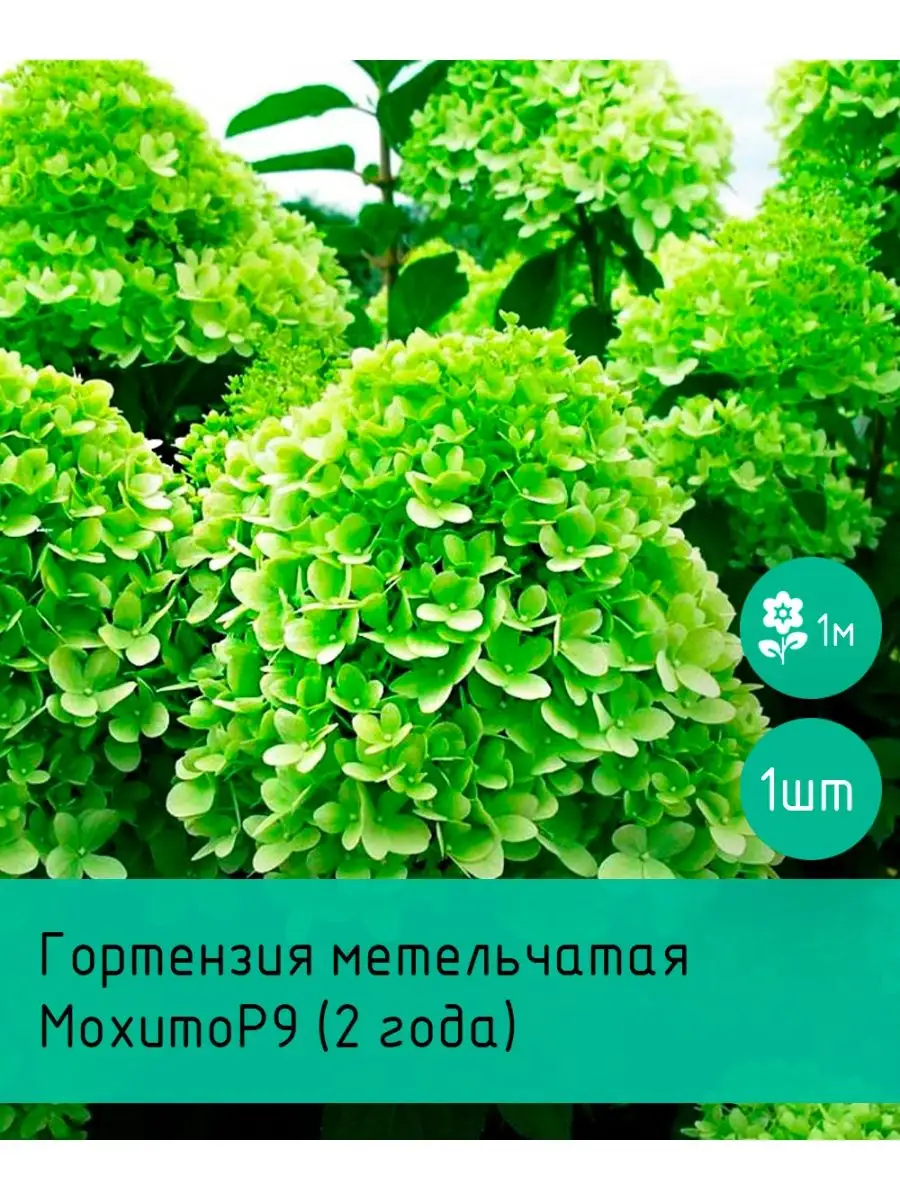 Гортензия метельчатая Mojito