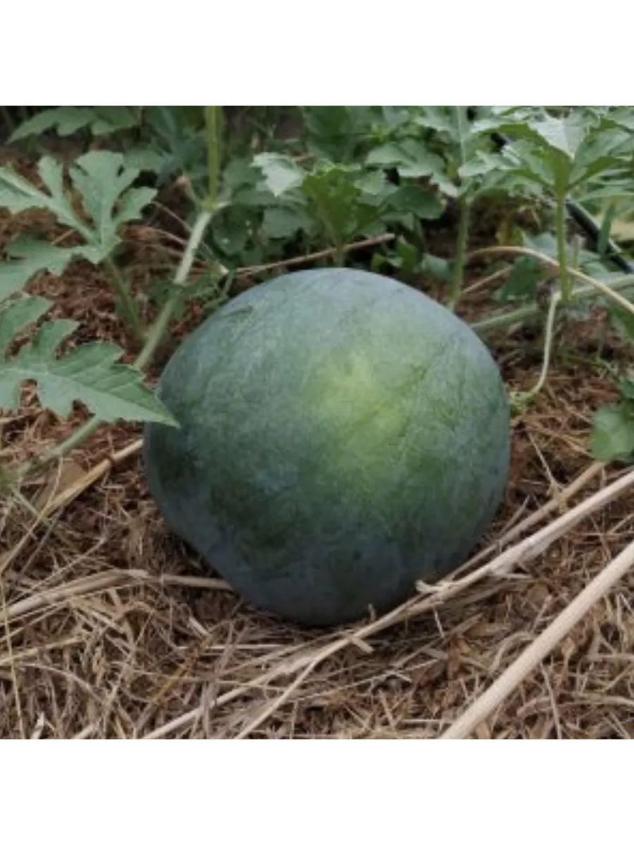 Сорт арбуза огонек. Арбуз золотой малыш 10шт премиум сидс. Арбуз огонек как понять что созрел. Семена арбуз огонек. Сорт огонек.