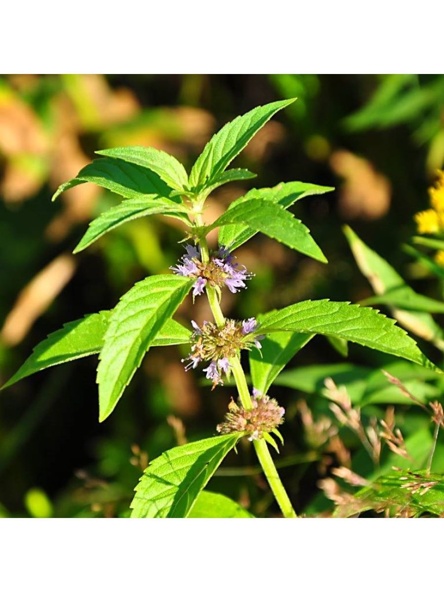 Мята Полевая (Mentha arvensis)