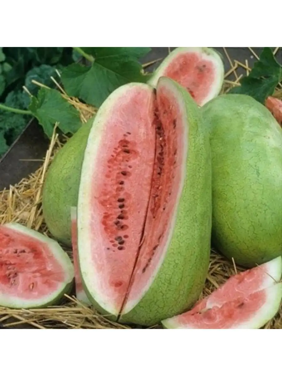 Овальный арбуз. Вытянутый арбуз сорт. Вытянутый арбуз сорт. Арбуз быковский 22. Вытянутый арбуз сорт.