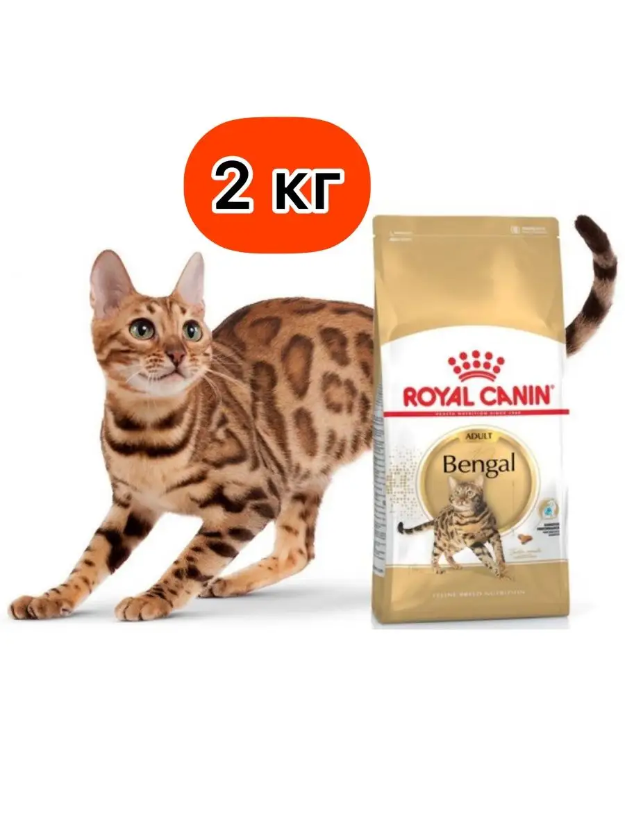 Royal best sale canin bengal