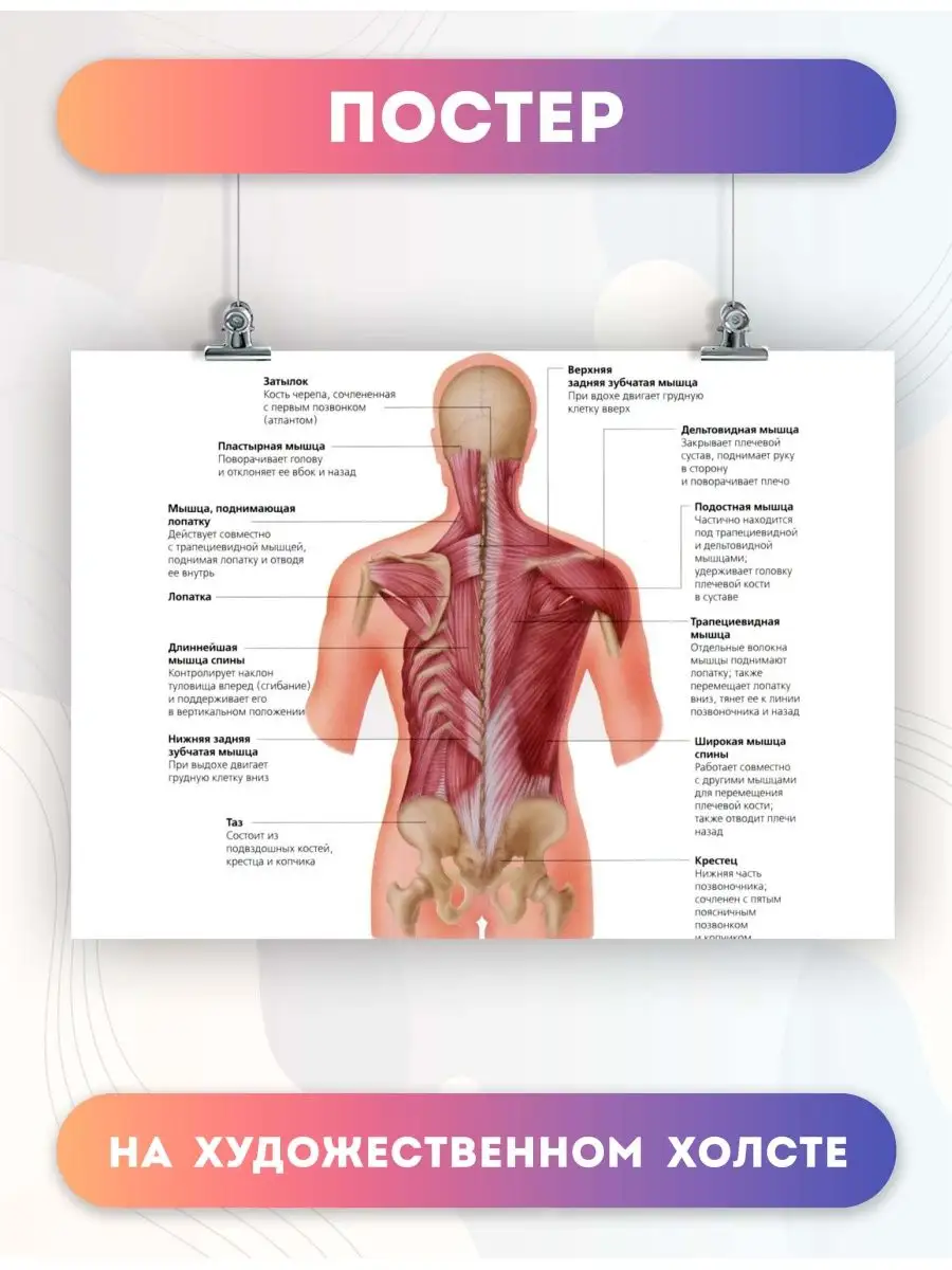 Постер анатомия спинных мышц, биология, больница 30х40 см PosterNak  96583935 купить за 837 ₽ в интернет-магазине Wildberries