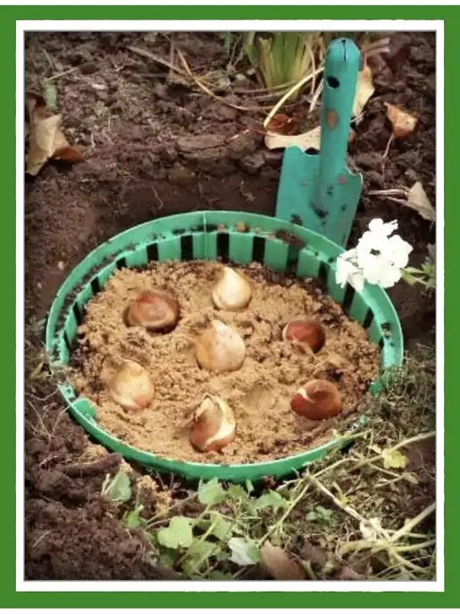 У ДАЧА Корзина ящик для луковичных, растений, фото 7